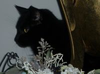 Chou-Chou