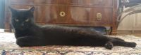 Katze